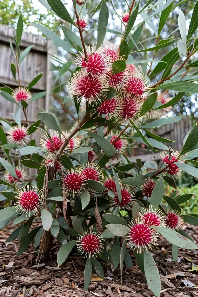 Hakea shrub with red pincushion flowers in a sunny garden bed