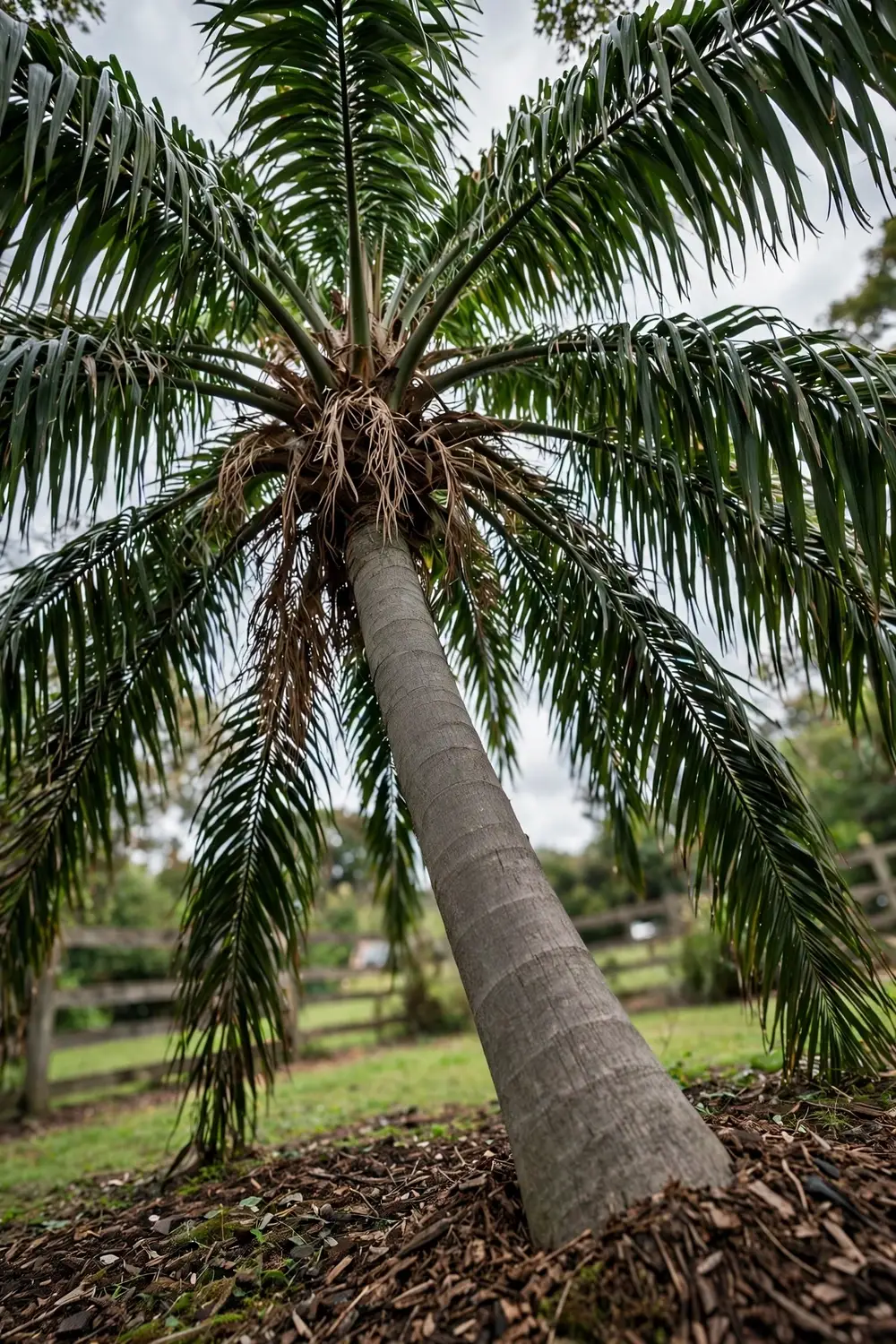 Kentia palm standing as a feature plant in a garden bed with arching feather fronds