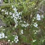 Tea tree shrub covered in white five-petalled flowers in a sunny garden bed