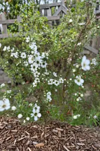 Tea tree shrub covered in white five-petalled flowers in a sunny garden bed