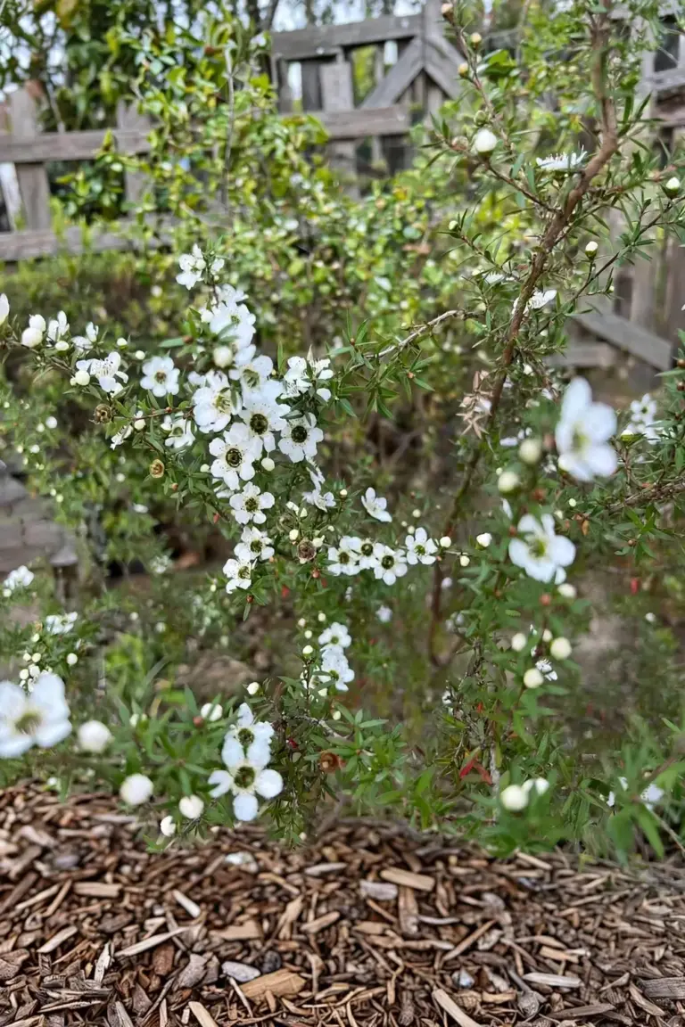 Tea tree shrub covered in white five-petalled flowers in a sunny garden bed