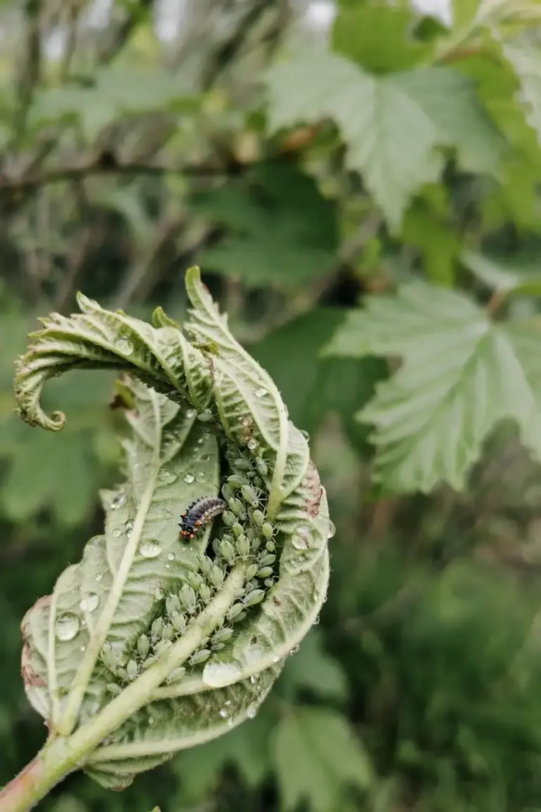 Aphid cluster on the underside of a viburnum leaf tip