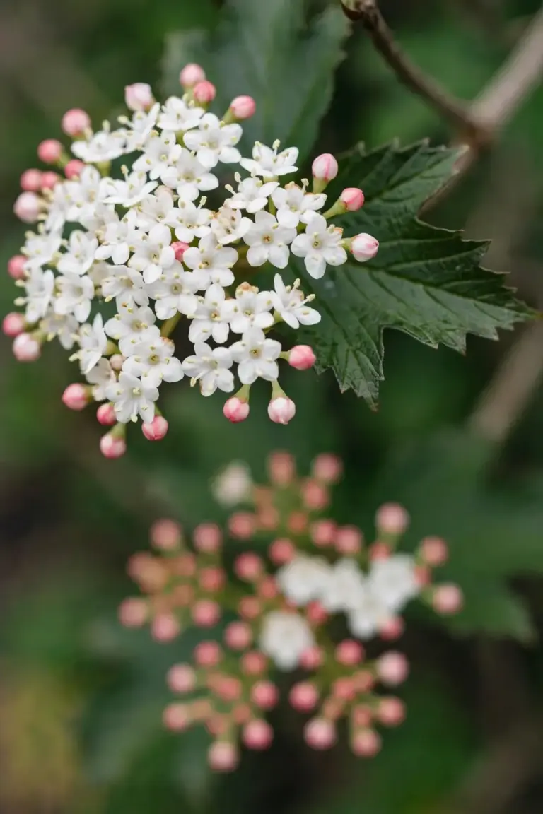 White viburnum flower cluster opening from pink buds in spring