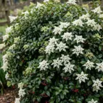 Sweet viburnum hedge in white spring flower above a mulched garden bed