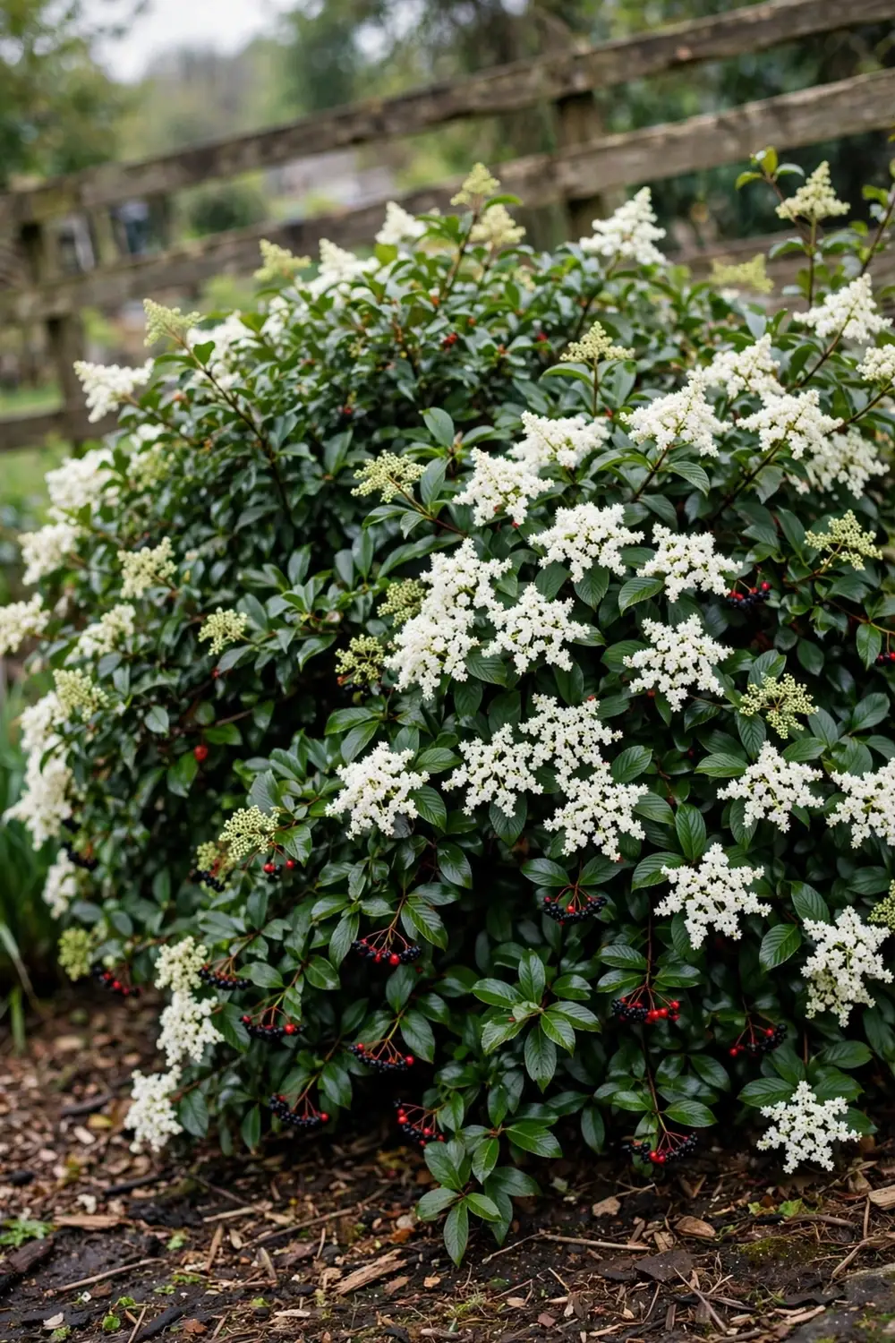 Sweet viburnum hedge in white spring flower above a mulched garden bed