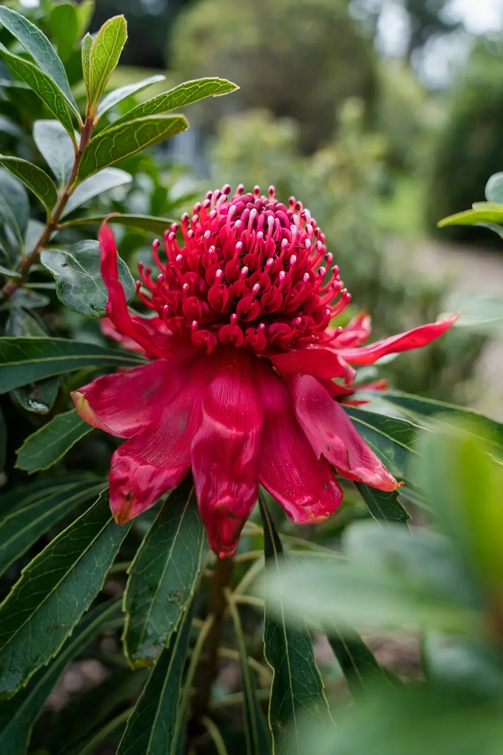 Single red waratah flowerhead on a garden shrub, bracts open around the flower cluster