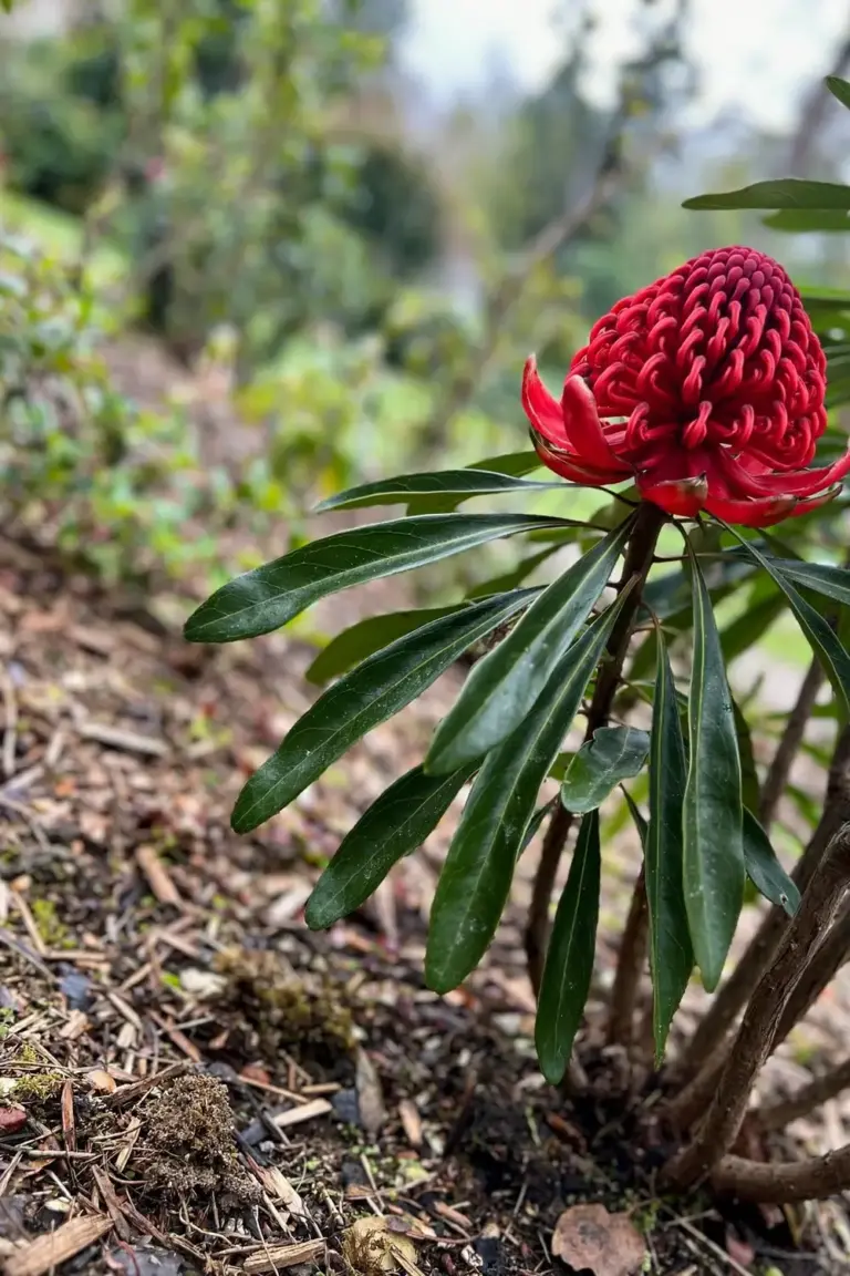 Waratah shrub with one large red flowerhead and long glossy leaves in a garden bed