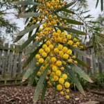 Golden Wattle shrub covered in round golden flower balls in a home garden