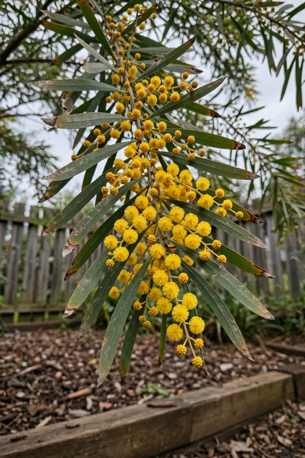 Golden Wattle shrub covered in round golden flower balls in a home garden