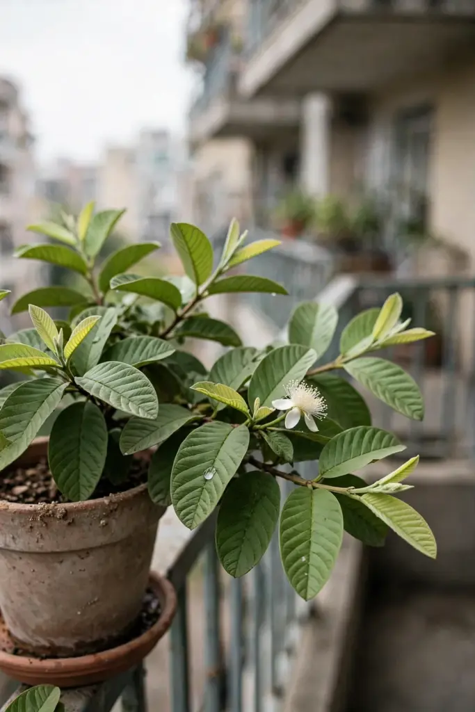 Potted guava tree kept low for leaf harvest on a sunny balcony