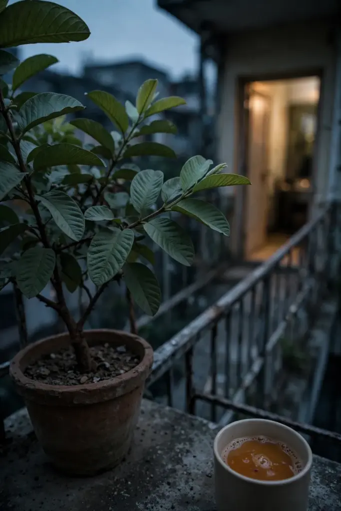 Potted guava tree on a balcony at the end of the day