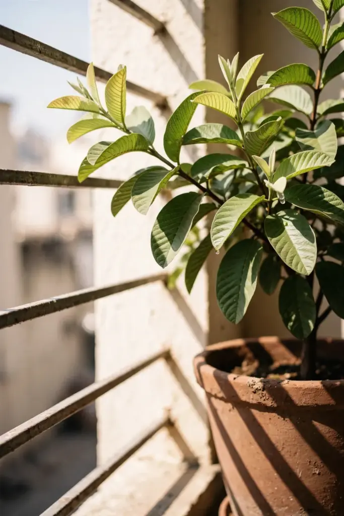 Potted guava tree in full sun on a warm balcony