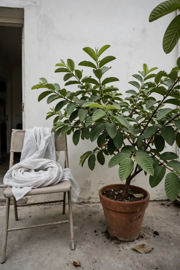 Potted guava tree on a sunny patio with a frost cloth on a chair nearby