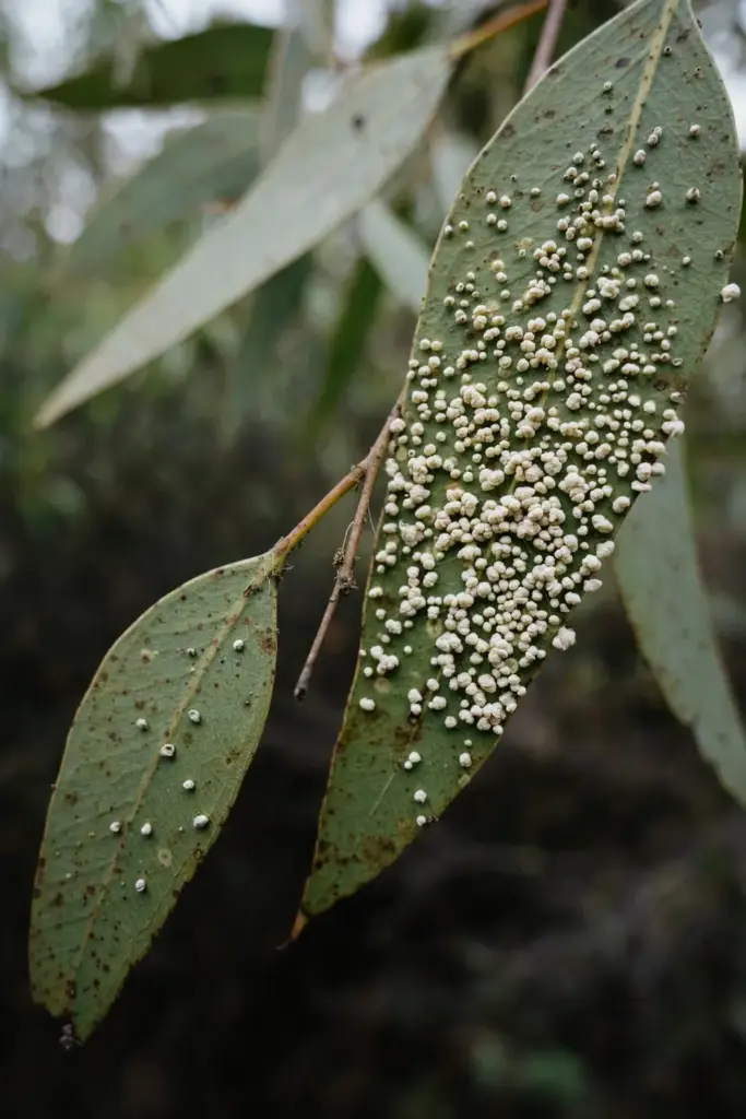 Gum leaves with small psyllid lerp bumps and sticky shells on the leaf surface