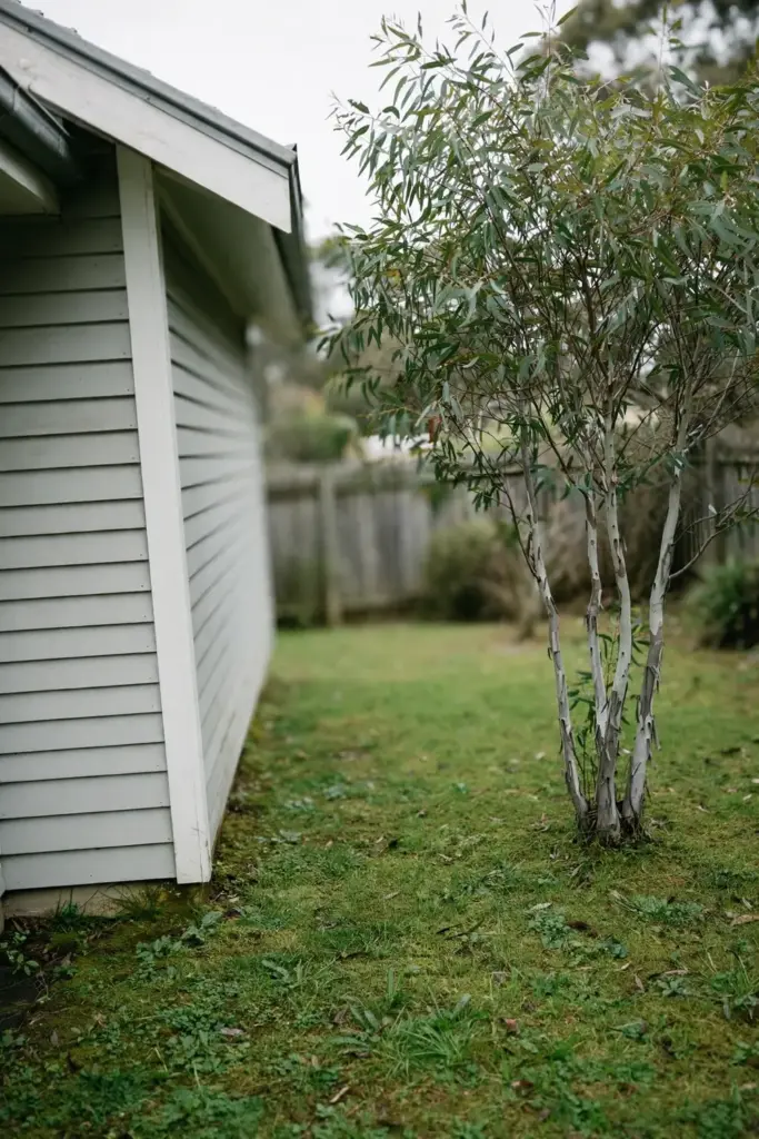 Small mallee gum beside a house corner showing the tree fits the space