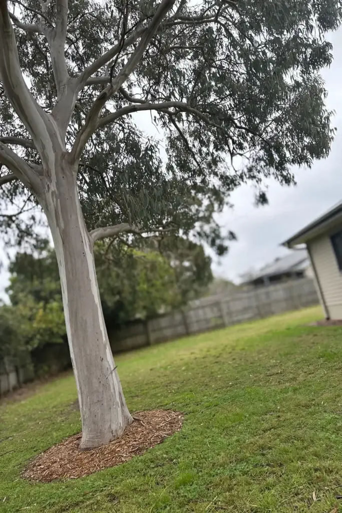 Mature gum tree standing clear of the house with open lawn beneath the canopy