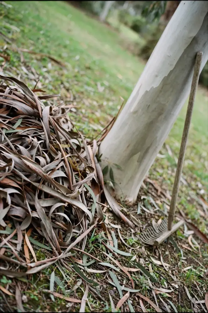 Shed bark ribbons and fallen gum leaves at the base of a smooth-barked gum tree