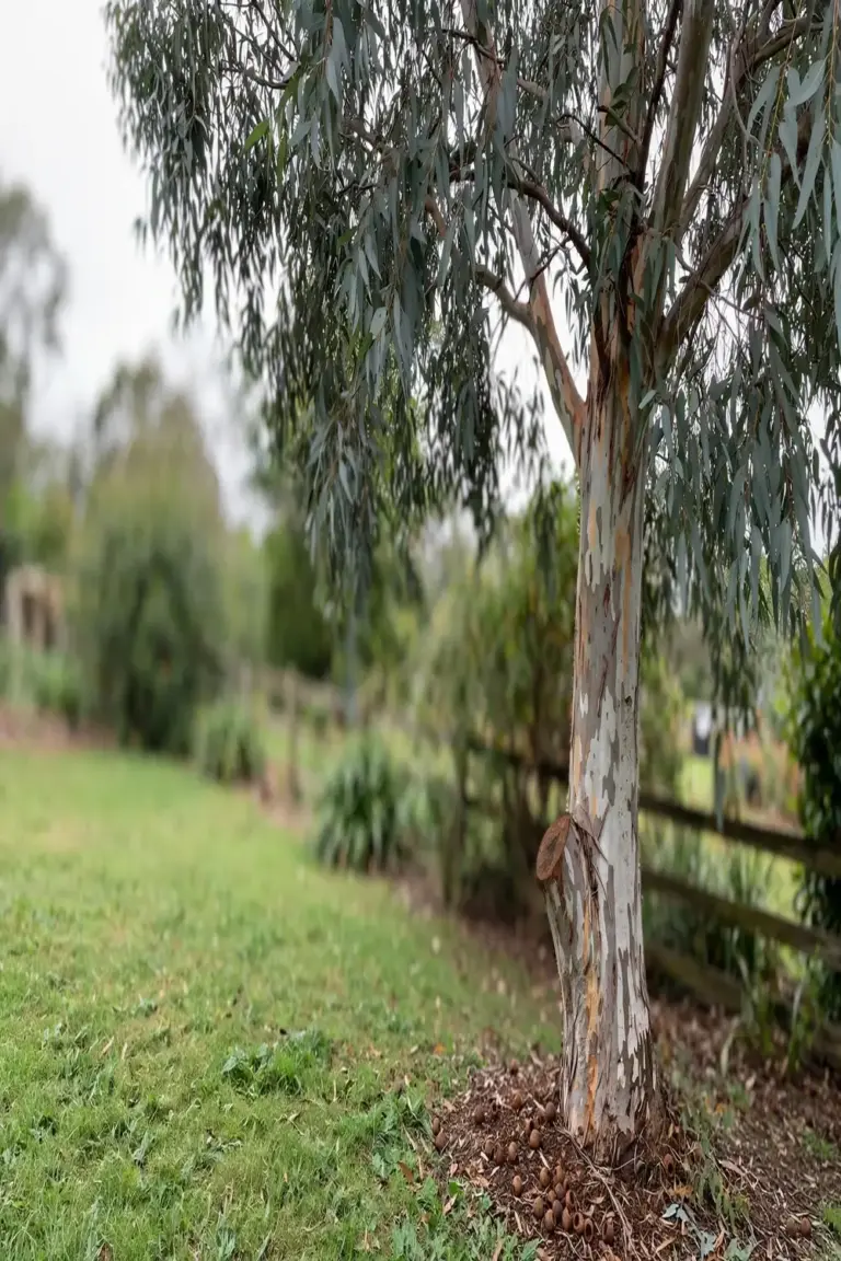 Whole gum tree with visible bark and canopy in a garden setting