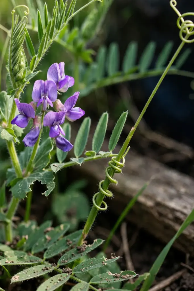 Hairy vetch tendrils and purple flower cluster climbing, macro view