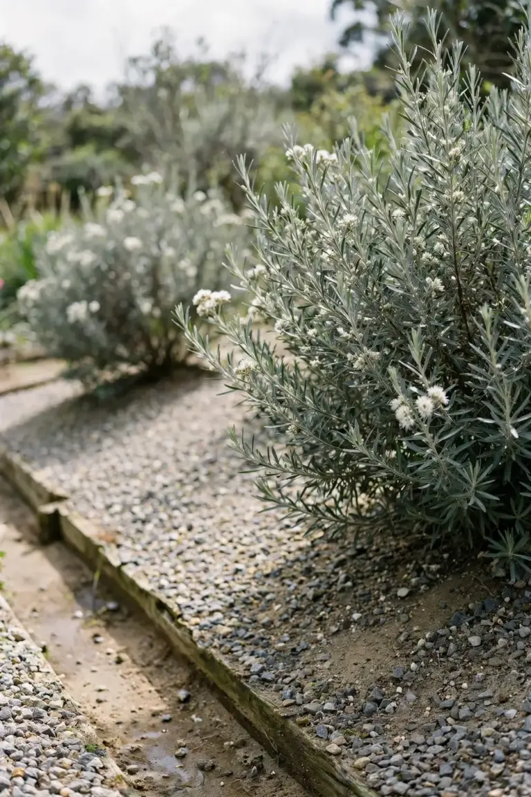Hakea shrub in full sun in a raised gravel bed