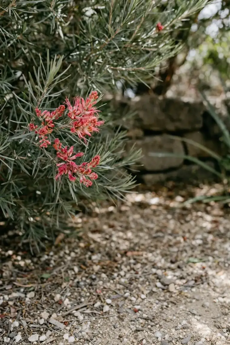 Hakea shrub flowering in a dry sunny garden with gravel mulch