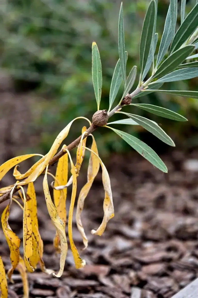 Hakea branch with yellowing leaves beside healthy green leaves