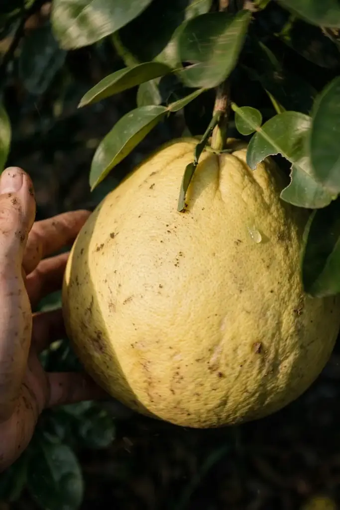 Soil-smudged hand cradling a large ripe pomelo still on the branch