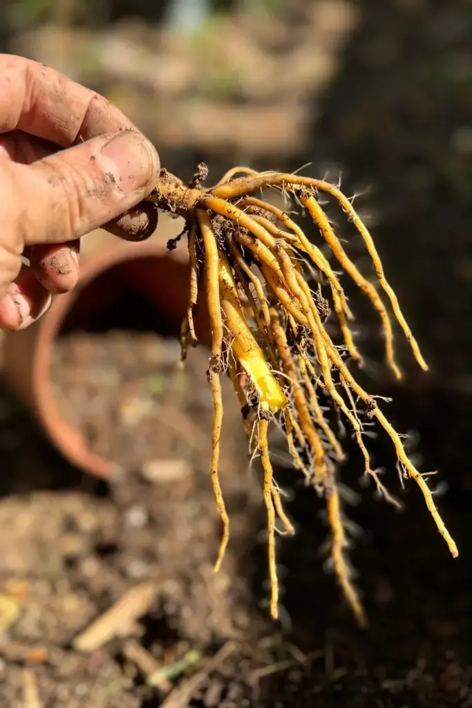Hand holding a just-lifted fingerroot cluster with finger-like roots