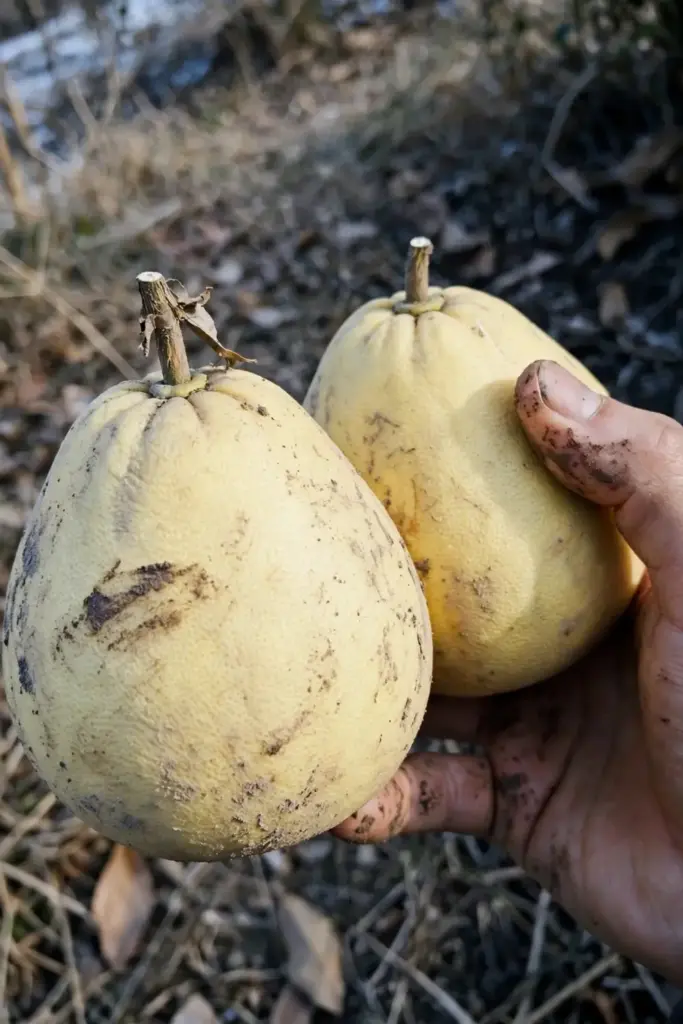 Hand holding two just-picked ripe pomelos with pale yellow rinds
