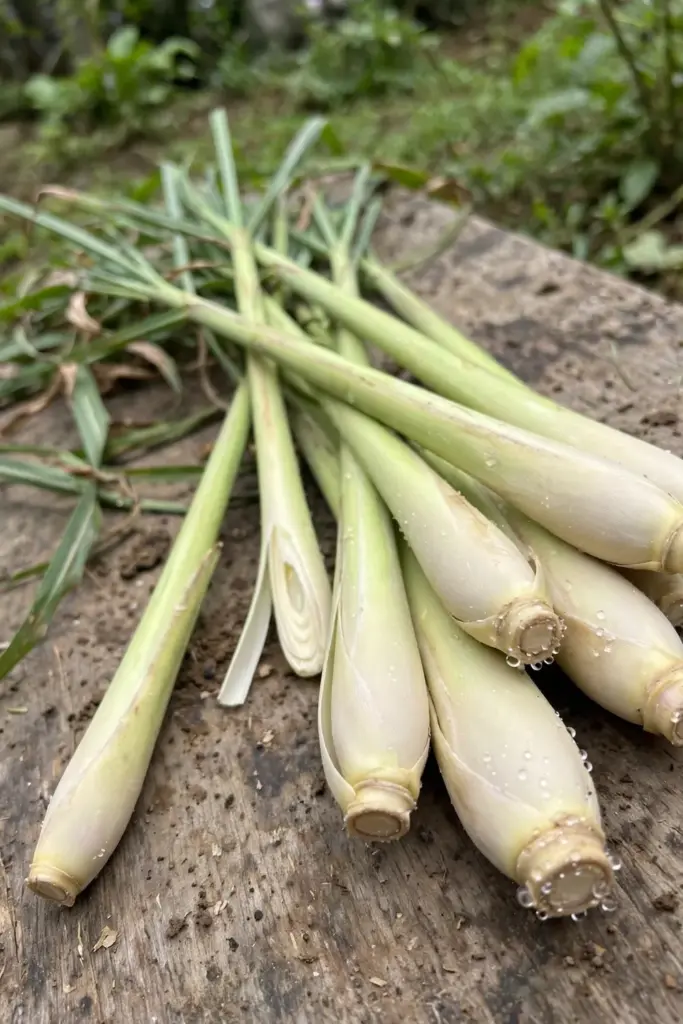 Freshly harvested lemongrass stalks with tender pale bases on a wooden board