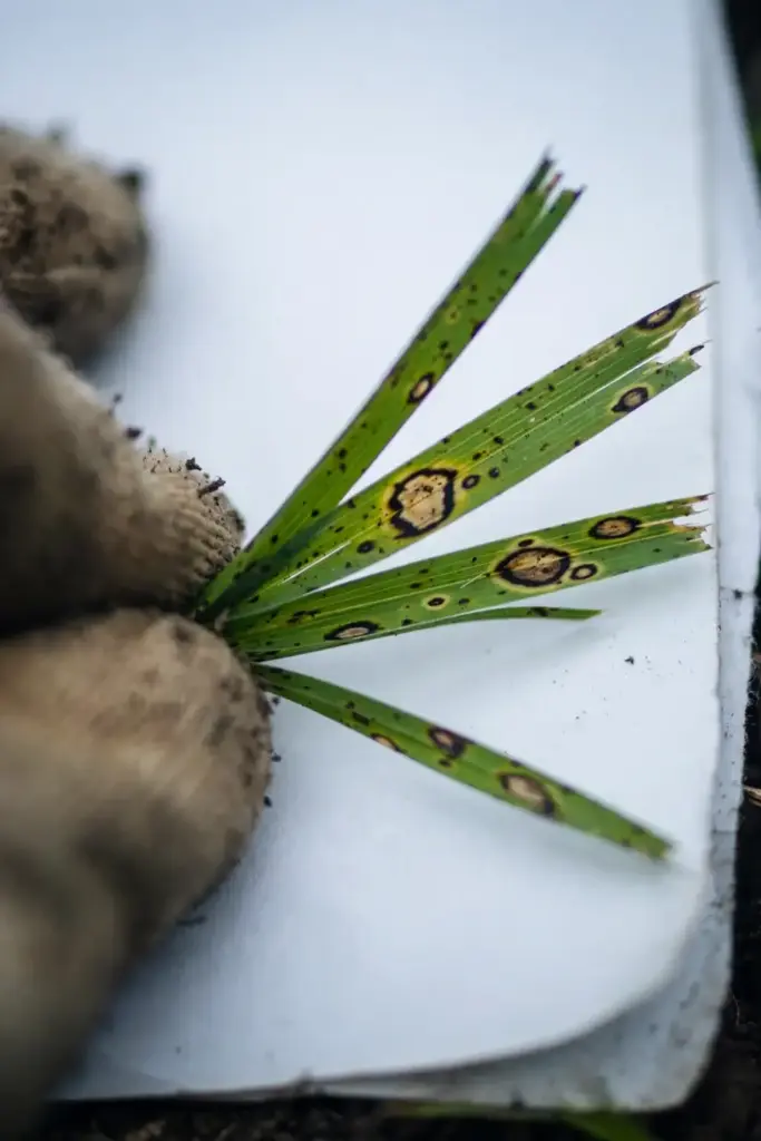 Grass blades with dark leaf spot lesions held against white paper for inspection