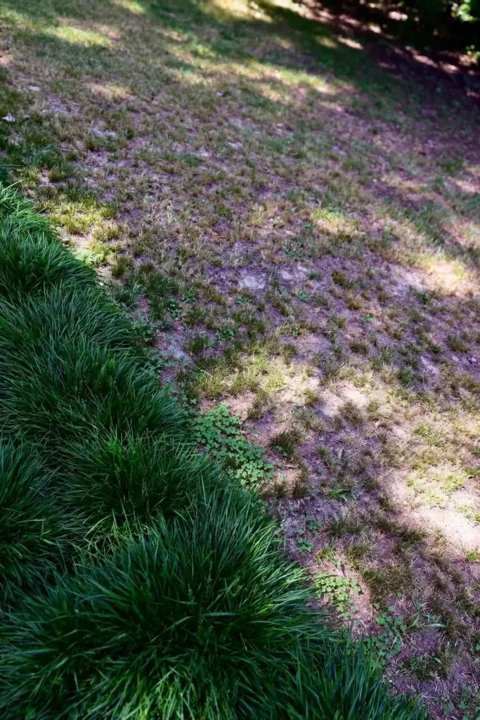 Lawn split between healthy tall fescue and thinning spotted Kentucky bluegrass