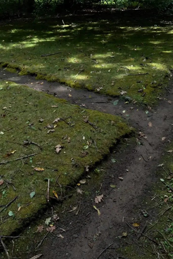 Shaded thin lawn with visible thatch layer and compacted bare strip