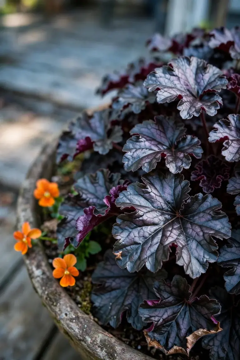 Heuchera 'Obsidian' with glossy near-black ruffled leaves in a porch pot
