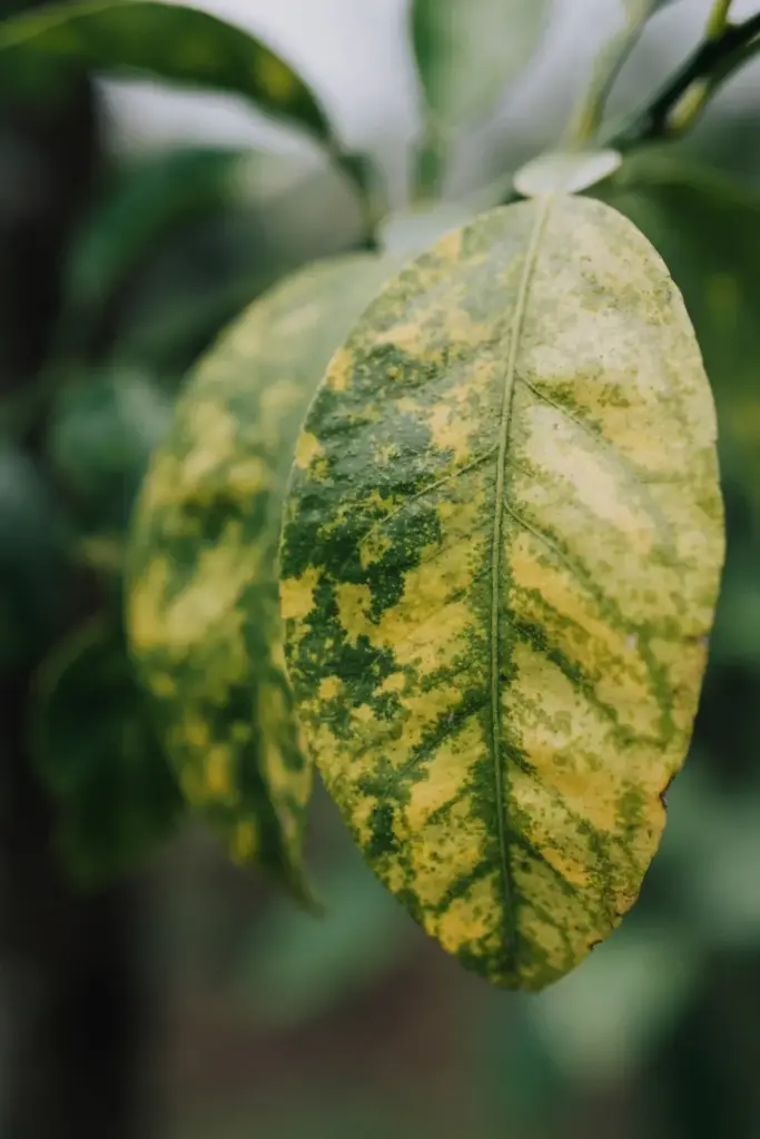 Citrus leaf with asymmetric blotchy mottling crossing the veins