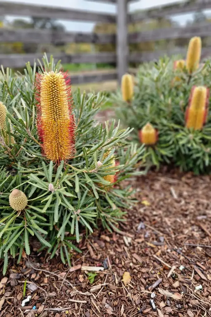 Compact honey pots banksia with all-gold spikes and red styles in a garden bed