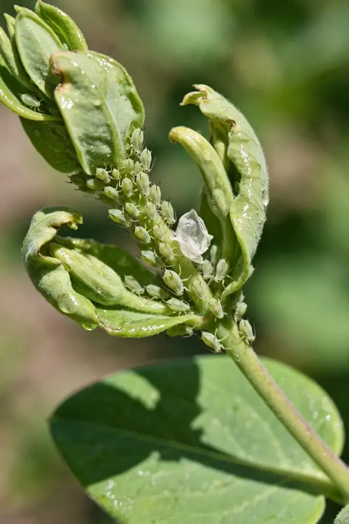 Aphids clustered on a tender young honeysuckle shoot tip