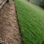 Patchy Australian lawn with bare brown patches beside dense green turf