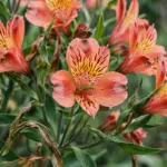 Alstroemeria clump in full bloom with streaked pink-orange flowers and twisted green leaves