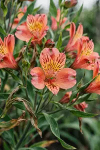 Alstroemeria clump in full bloom with streaked pink-orange flowers and twisted green leaves