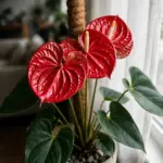 Blooming anthurium with glossy red spathes in a ceramic pot beside a bright window