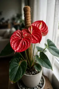 Blooming anthurium with glossy red spathes in a ceramic pot beside a bright window