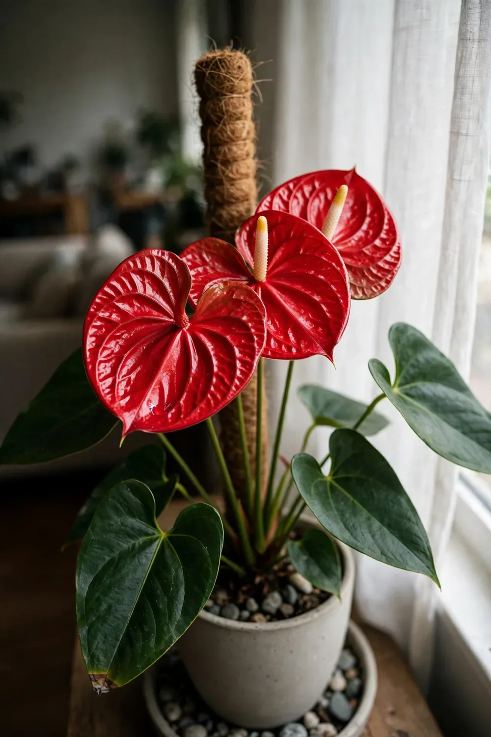 Blooming anthurium with glossy red spathes in a ceramic pot beside a bright window