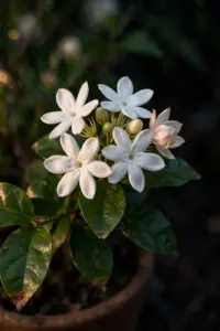 Arabian jasmine white night-opening blooms above glossy ovate leaves in a terracotta pot