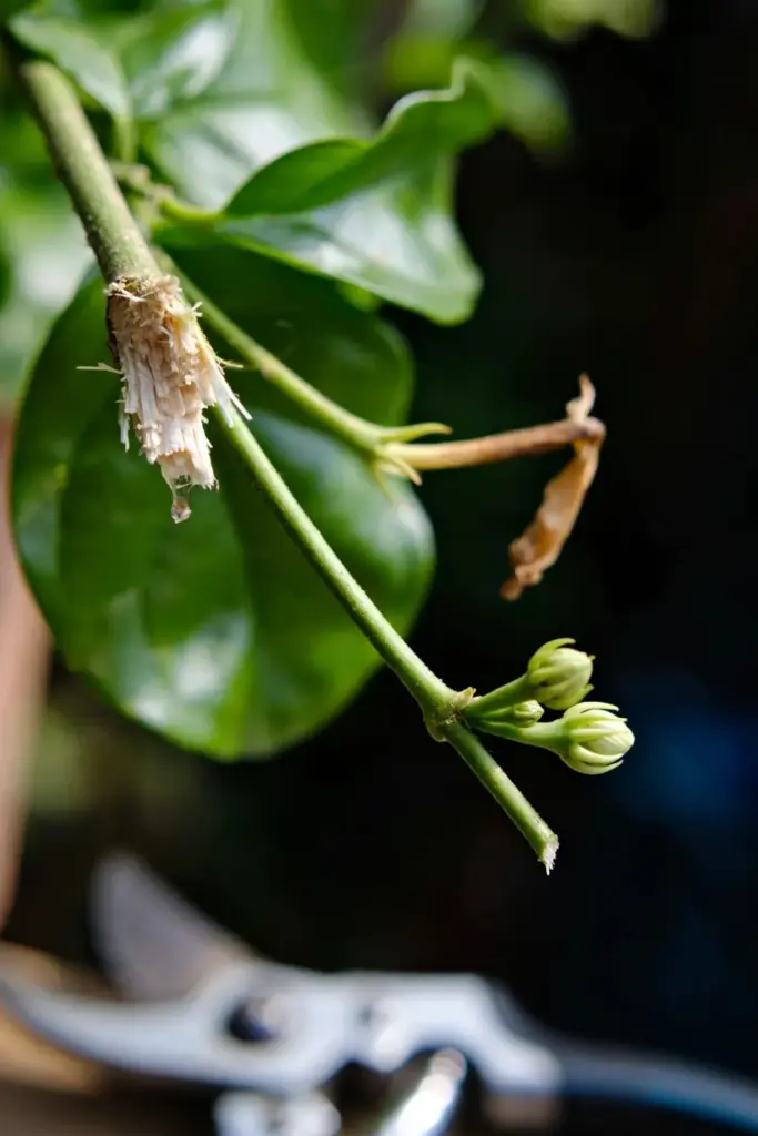 Freshly pruned Arabian jasmine stem with new side buds and shears at frame edge