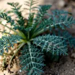 Young asafoetida rosette with ferny blue-green foliage in an arid bed