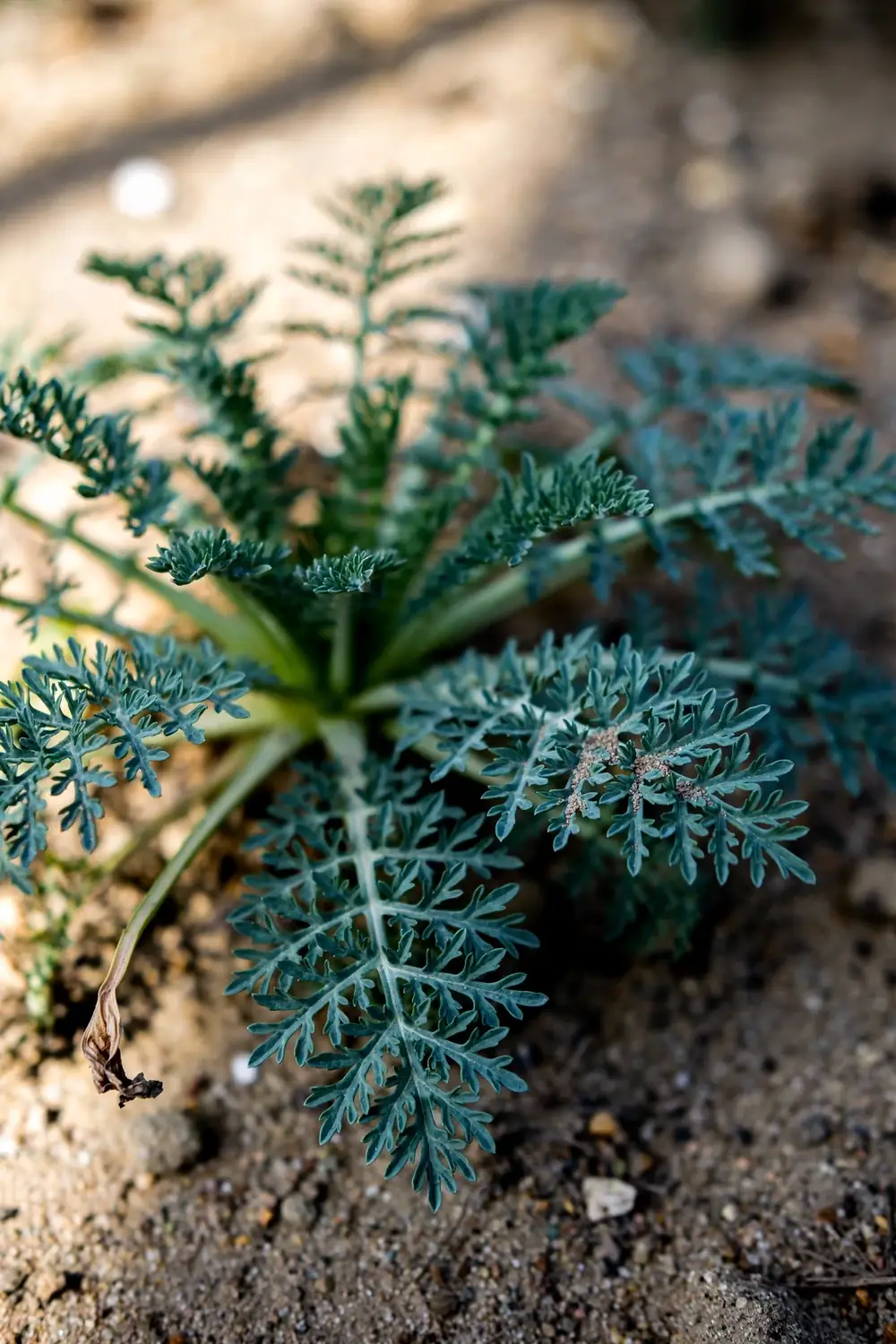 Young asafoetida rosette with ferny blue-green foliage in an arid bed