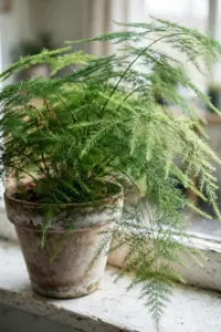 Lush asparagus fern with feathery green sprays cascading from a terracotta pot on a bright windowsill