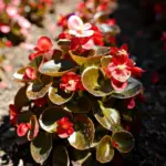 Bed of red wax begonias with bronze glossy leaves blooming in full sun