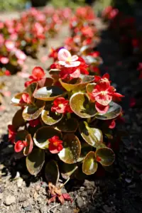 Bed of red wax begonias with bronze glossy leaves blooming in full sun